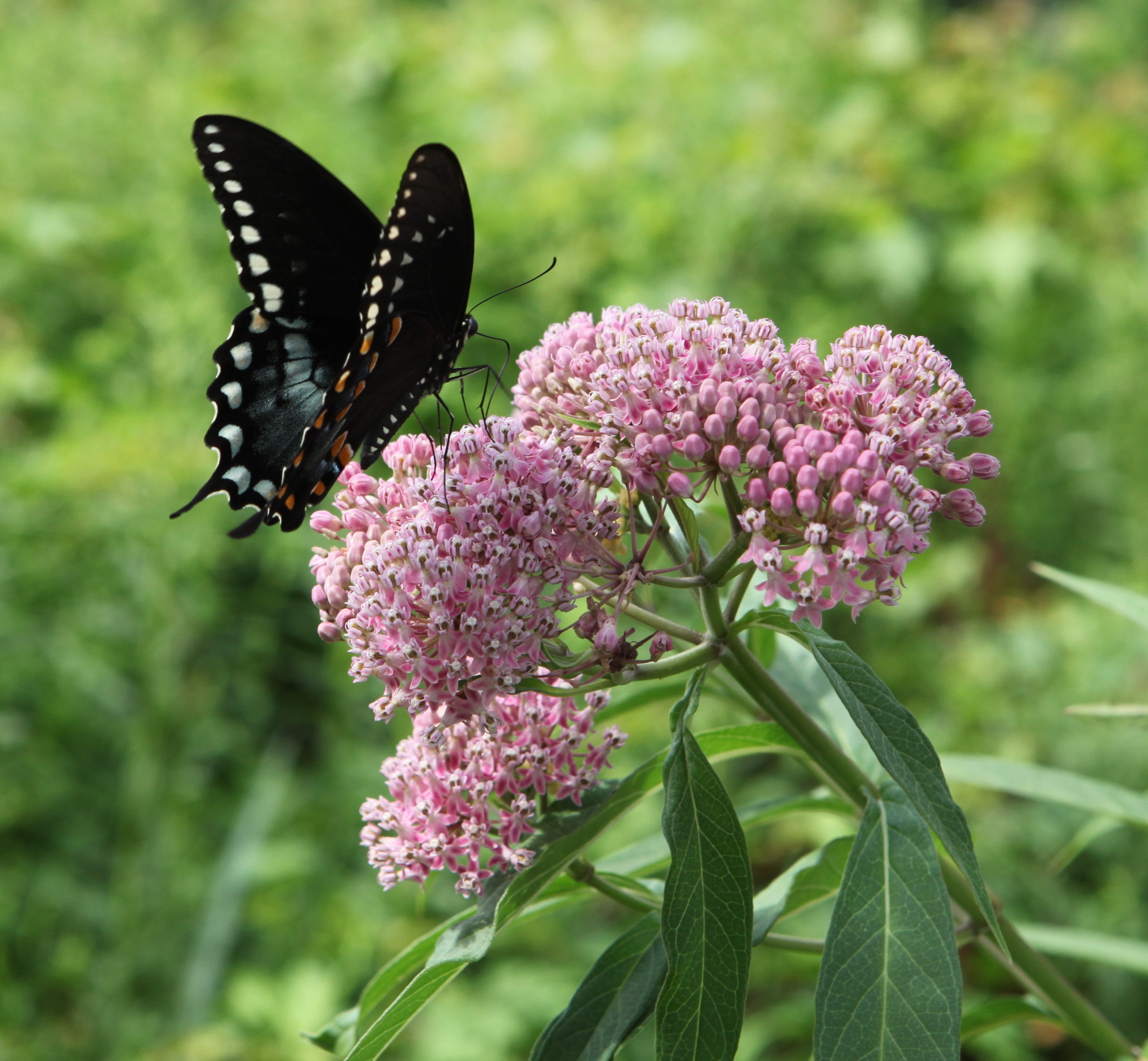 NPC Swallowtail butterfly on milkweed
